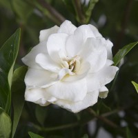 August Beauty Gardenia, Garden Shrub, Fragrant White Blooms   555103080